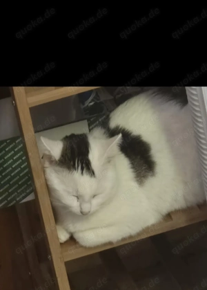 Katze in gute Hände abzugeben