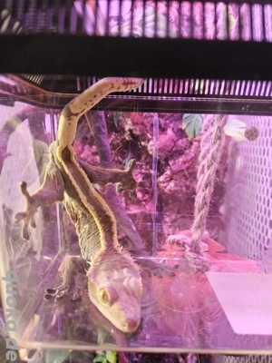 Correlophus ciliatus 1.0