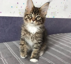 Maine Coon kittensbaby letzte süsse madchen 