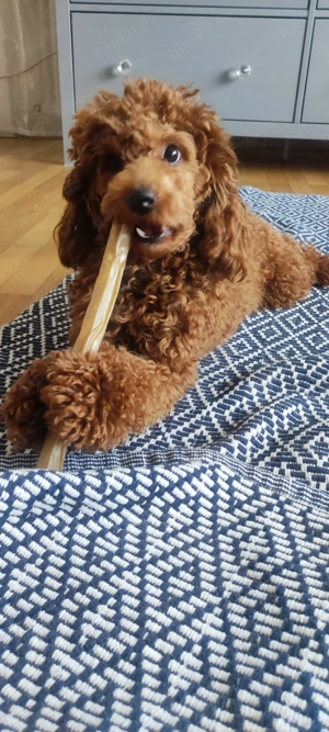 Deckrüde Zwergpudel Toypudel  Pudel Hund