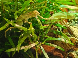 Verkaufe Jemenchamäleon Babys, Chamaeleo calyptratus Bild 4