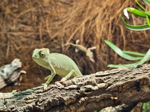 Verkaufe Jemenchamäleon Babys, Chamaeleo calyptratus Bild 5