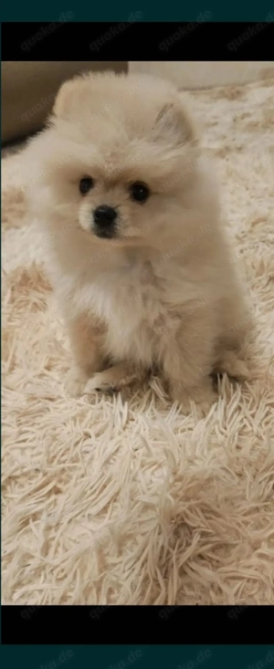 M n  pomeran 2 jahre alt