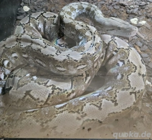 Netzpython dwarf platinum