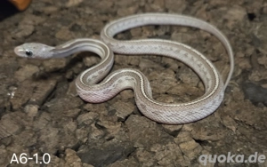 Cinderblood Tessera Pied, Cinderblood, Cinderblood Pied 