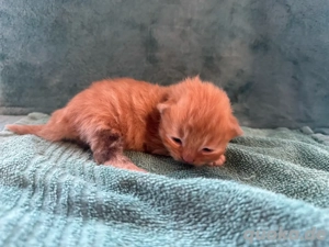 Maine coon perser mix 