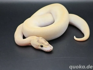 Orange dream ivory pos enchi, calico 0.1 Königspython 