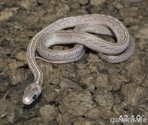 Cinderblood Tessera Pied, Cinderblood, Cinderblood Pied 