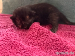 3 süße Maine coon peser mix kitten 