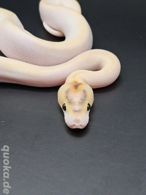 Super orange dream ivory pos enchi, calico 0.1 Königspython 