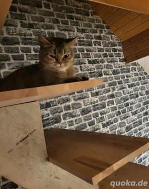 Geschwisterpaar Katzen Kitten