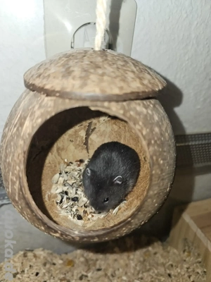 Dschungarische Zwerghamster 