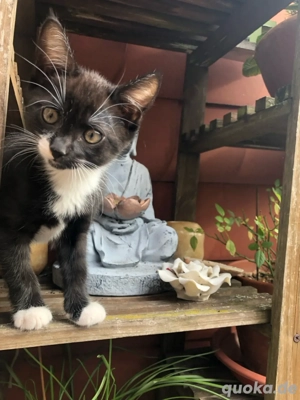 Schöne junge Katzen BKH Rassemix 