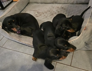 Zwerg-Kaninchen Dackel 