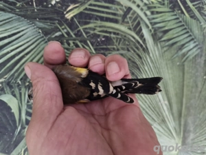 Verkaufe ein Stieglitz Hahn Von 25.