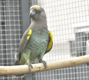 Gebe 0,1 Goldbughenne ab