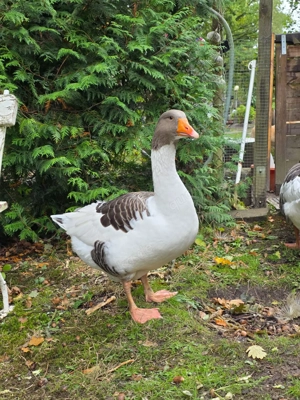  Zwei Ganter (augenscheinlich) auf der Suche nach einem neuen Zuhause mit Herz
