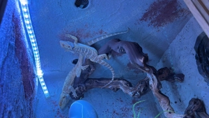 11 Monate alt bardtagamme zu verkaufen 