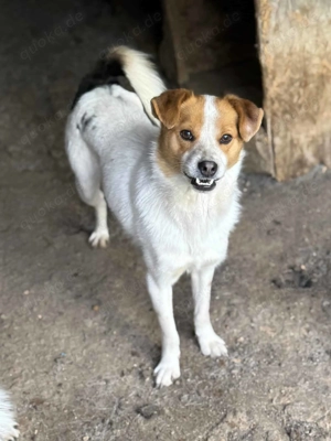 Twix B ca. 36 cm   mit den Knopfaugen