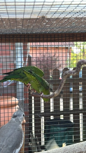 katharinasiche zu verkaufen