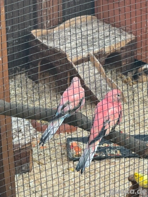 bourkesittiche pärchen