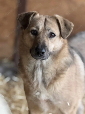 Mara M ca. 43 cm   die Neugierige