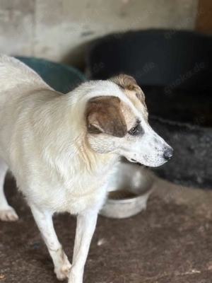 Yulia ca. 44 cm   sucht ihr Traumzuhause