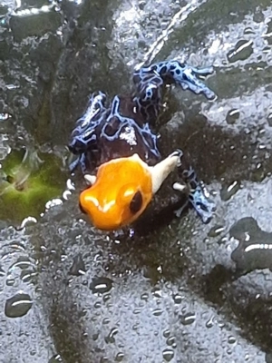 Ranitomeya zur Abgabe