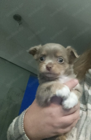 Kleiner Chihuahua Rüden 