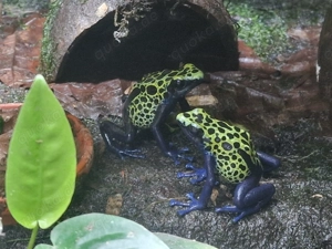 Dendrobaten-Frösche