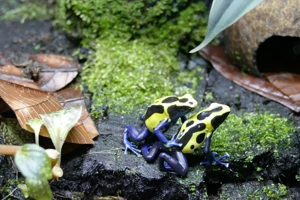 Dendrobaten-Frösche Bild 2