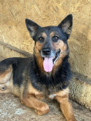 Boba L ca. 48 cm   auf der Suche nach der zweiten Chance