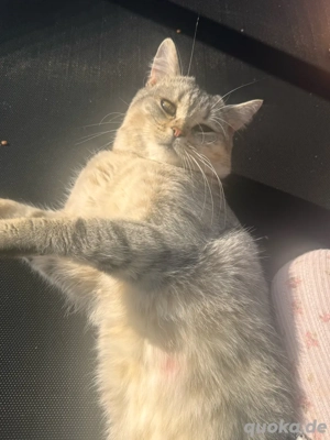 deckkater reinrassige BKH