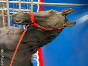 reit und Pflegebeteiligung