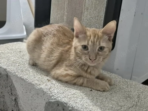 Kätzin Sonny sucht neuen Wirkungskreis