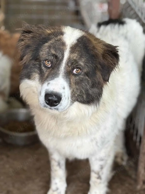 Karibu ca. 55 cm   eine Augenweide