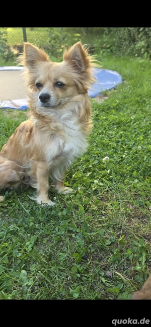 Chihuahua Hündin sucht liebevolles zu Hause 