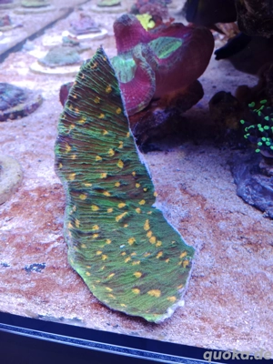 Chalice Space Invader