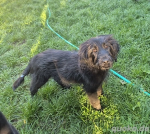 Labradoodle Welpe Hündin