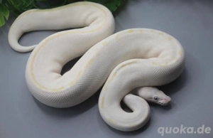 0.1 Super Russo DNZ 2024 ( Blue Eyed Lucy)   1000g 