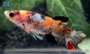 Mehrere Koi Kampffisch Weibchen Betta splendens 