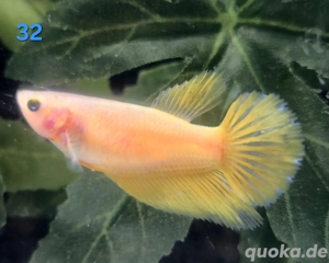 Mehrere Kampffisch Weibchen Betta splendens 