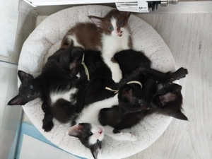 OLH ähnl. OKH Kitten 
