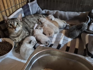 Kätzin Lulu sucht ihr eigenes Körbchen