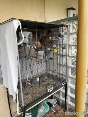 26 Zebrafinken (davon 10 Zuchtpaare ) inkl. Voliere