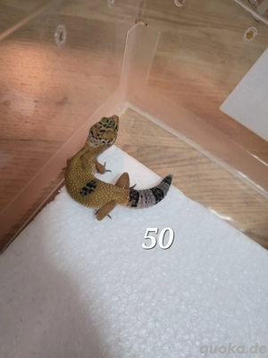 Leopardgeckos SALE