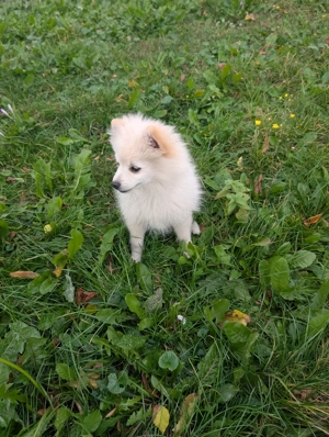 Zwergspitz Welpen suchen ein liebevolles neues zu Hause 