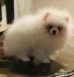 Reinrassige Pomeranian Zwergspitz  Welpen -Boo Typ( Bärchen)