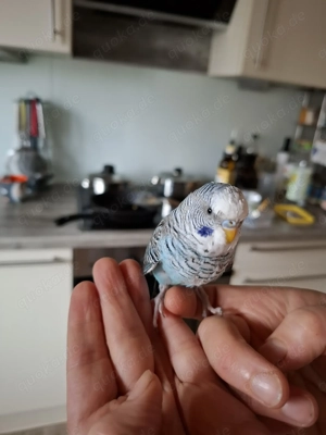 Papagei Wellensittich 