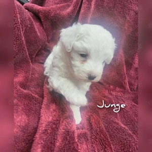 Wunderschöne Edelmix Welpen